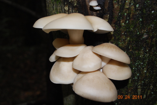 가닥 잿빛 버섯 만 15가지 야생버섯