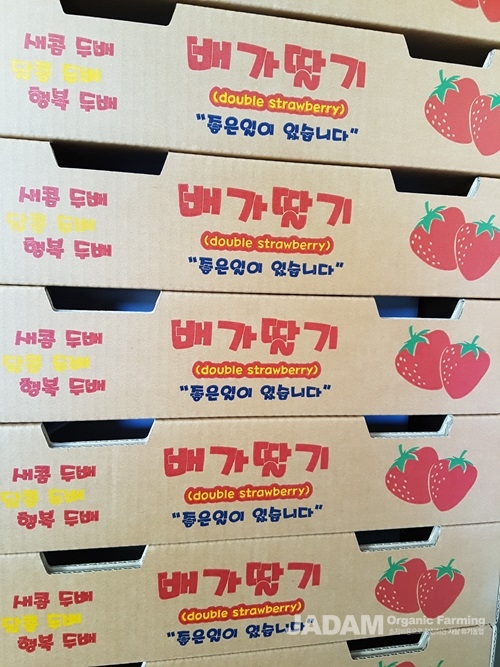 자닮 모바일 사이트, 딸기 후반기, 바닷물 사용으로 당도 유지 딸기 후반기, 바닷물 사용으로 당도 유지