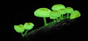 버섯에 관한 8가지 놀라운 사실: 야생버섯의 신비(190)