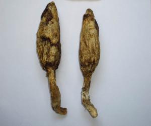250년전 포자에서 버섯이 돋다: 야생버섯의 신비(172)