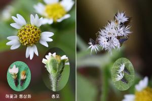 털별꽃아재비 - 잡초도감60